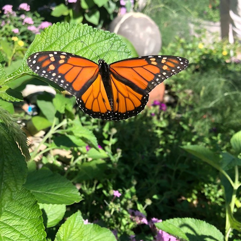 Dialogue Gardens of the Greer