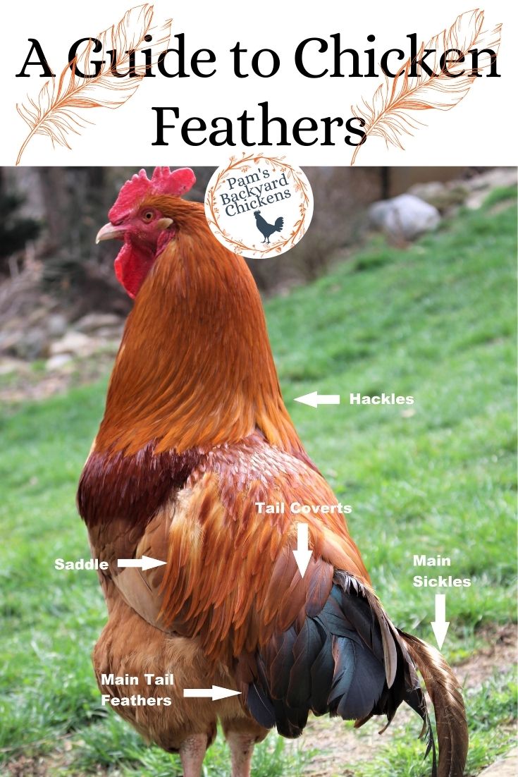 The basics of feathers. (A) A rooster with plumages. Notice the