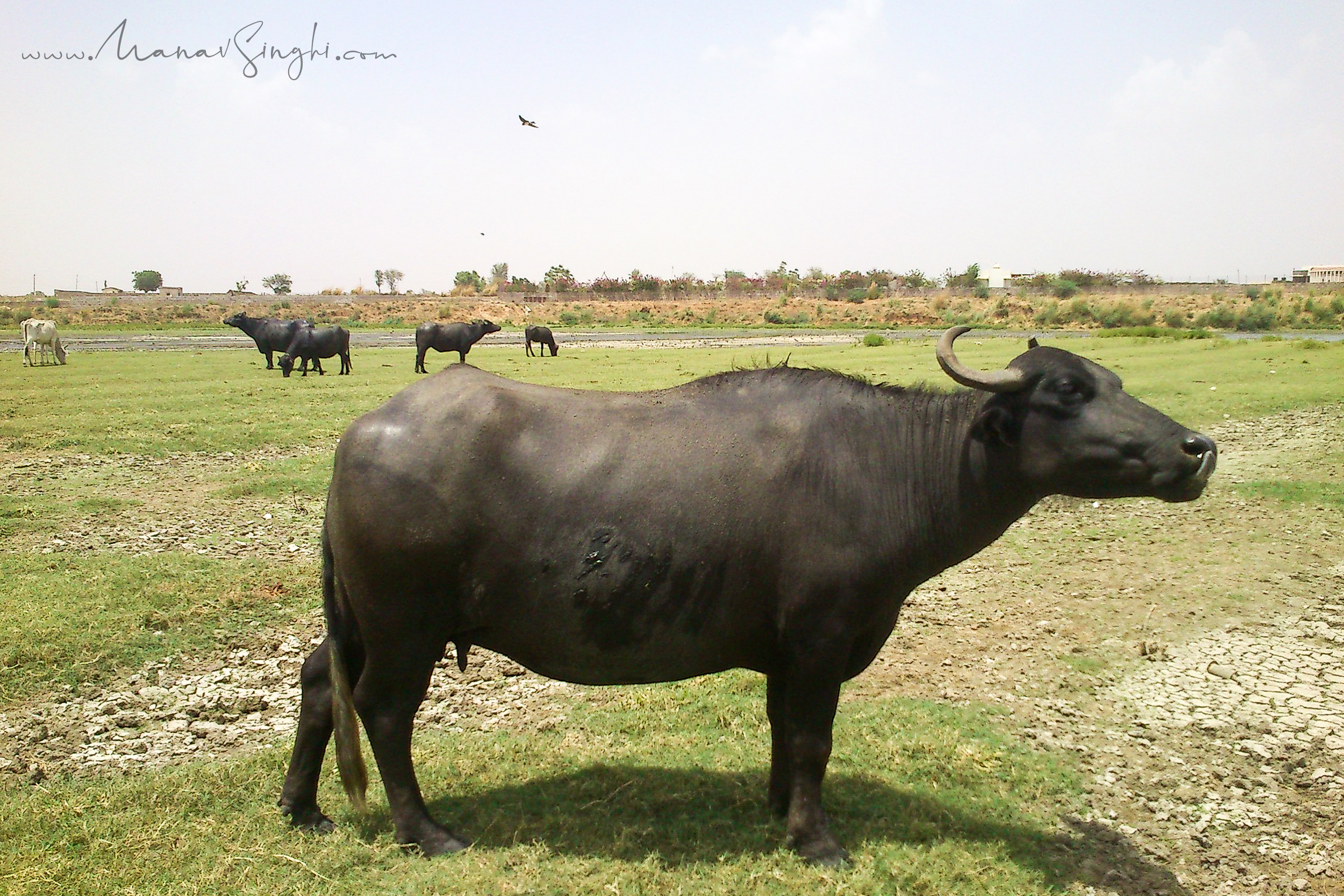 Mobile Shot Taken at Kanota Dam, Jaipur on 20-June-2012 and Some Buffalos . . . :)