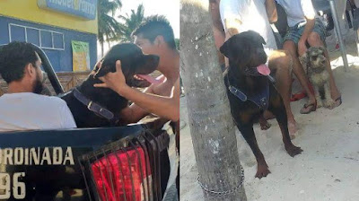 Perro muerde en la cabeza a un niño de Yucatán y lo deja herido 