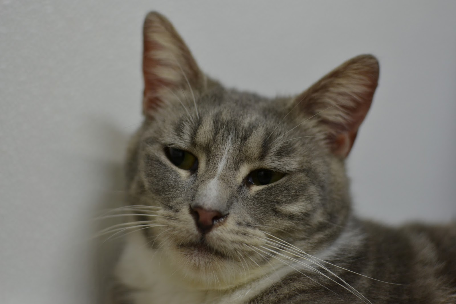 This Cat’s “Play Dead” Trick Deserves An Oscar Nomination!