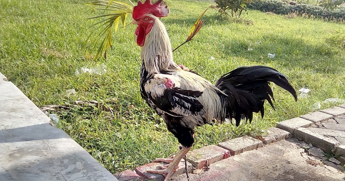 41+ Ayam Jantan Bulu Hitam (Hh Disilangkan Dengan Ayam