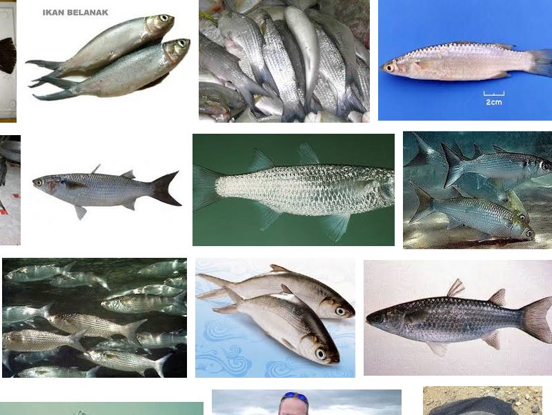 Budidaya Ikan Belanak Air Laut