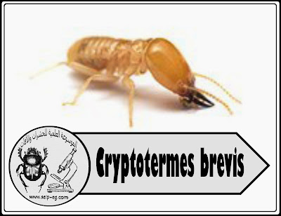 Cryptotermes brevis