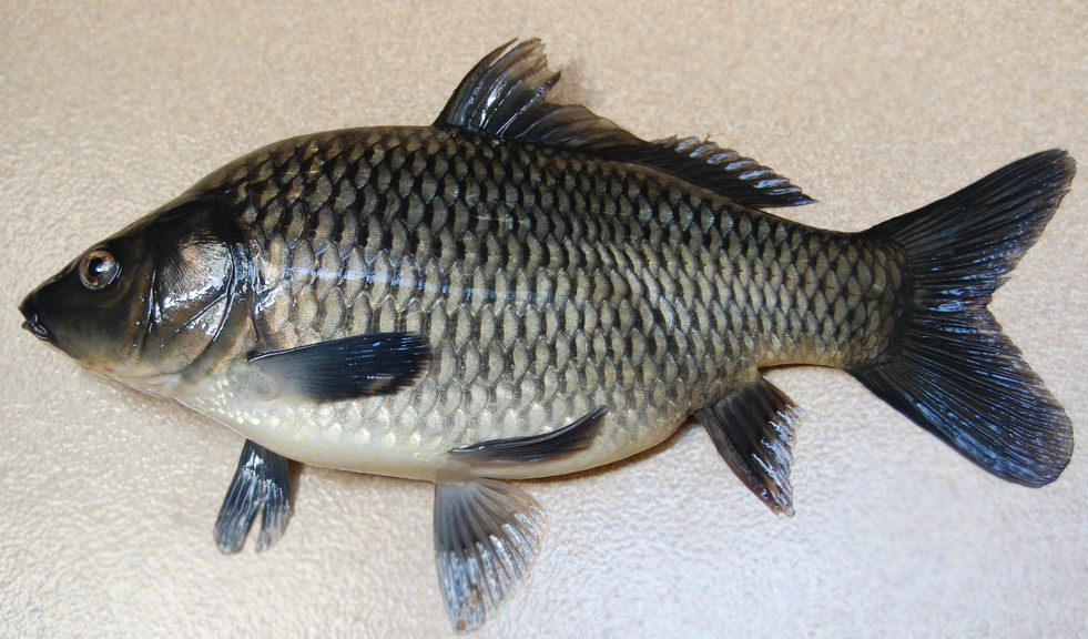 DE-DE KRISHNA BLOG: NAMA SPESIES DAN KLASIFIKASI IKAN AIR TAWAR