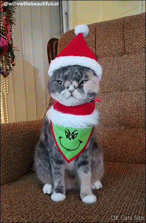 Sant Cata GIF • Beautiful Santa with a funny and cute looking face. Don't be a Grinch kitty, it's Christmas Santa Cat GIF • Beautiful Santa with a funny and cute looking face. Don't be a Grinch kitty, it's Christmas