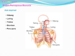 Jawaban Esai Uji Kompetensi Bab 8 Ipa Kelas 8 Smp Halaman 78 Sistem Pernapasan Manusia Contoh Materi Pendidikan