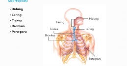Jawaban Esai Uji Kompetensi Bab 8 Ipa Kelas 8 Smp Halaman 78 Sistem Pernapasan Manusia Basbahanajar Com