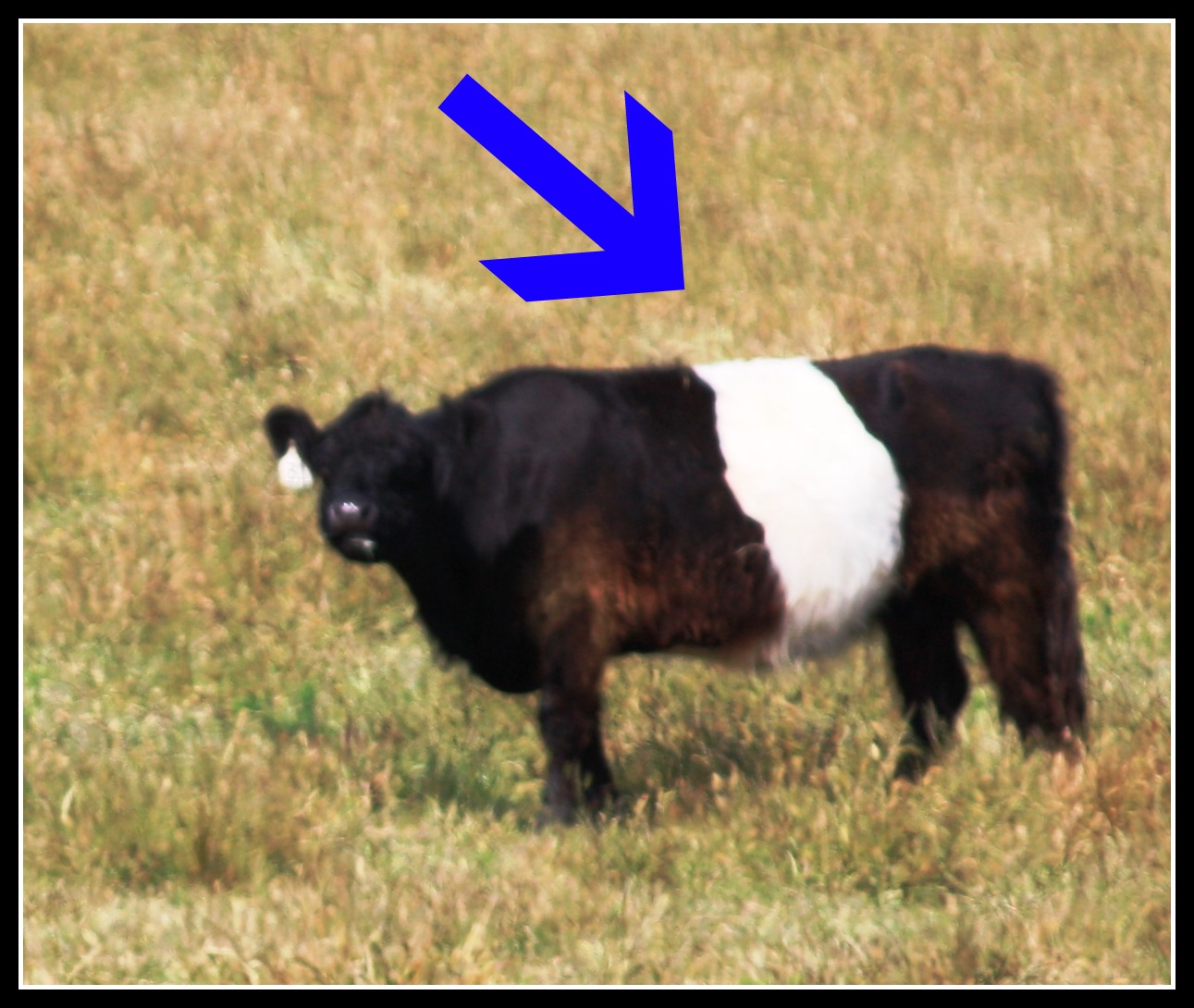 Silver Linings 4 ME BLACK & WHITES!!