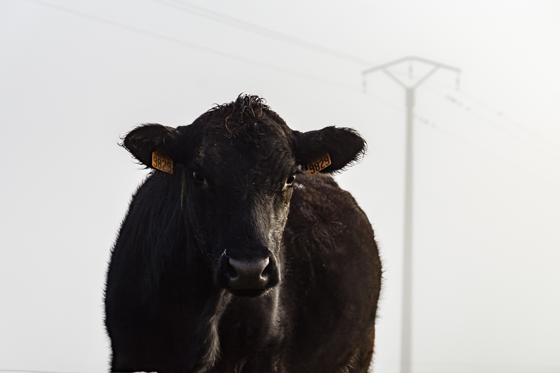 Туман в долине Туман в долине