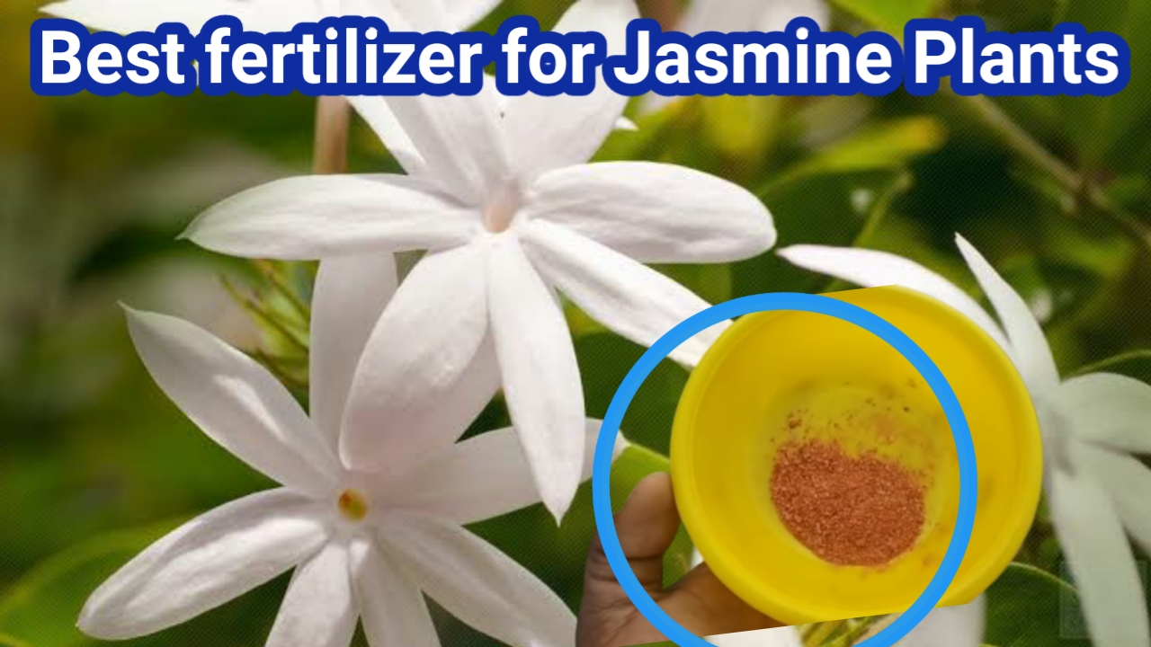 Best fertilizer for Jasmine Plants