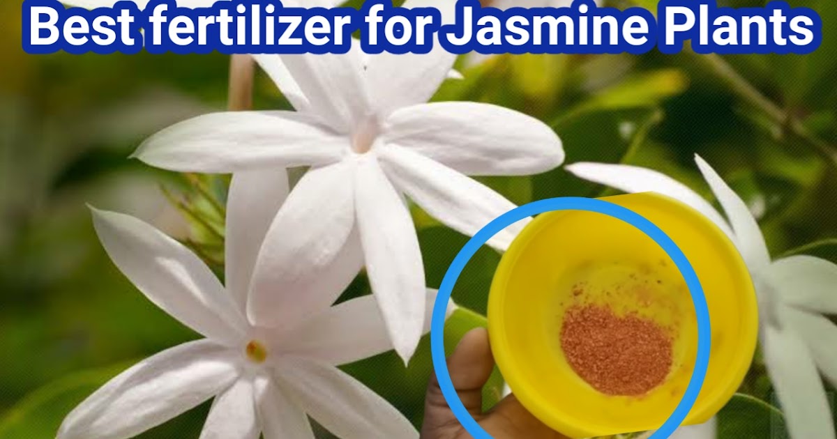 Best fertilizer for Jasmine Plants