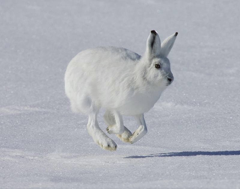 The Arctic Hare | Polar Rabbit