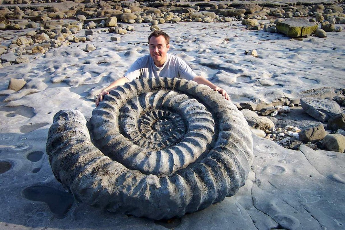 Giant Ammonites Once Thrived on Both Sides of Atlantic