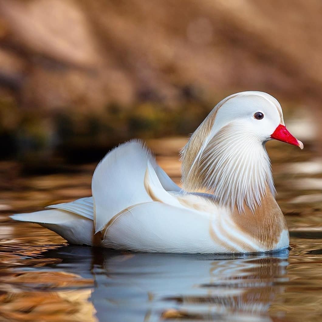 Birds Image Wallpapers