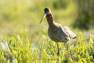 Wildlifefotografie Uferschnepfe