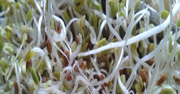 Faktor Internal dan Eksternal Mempengaruhi Proses Perkecambahan