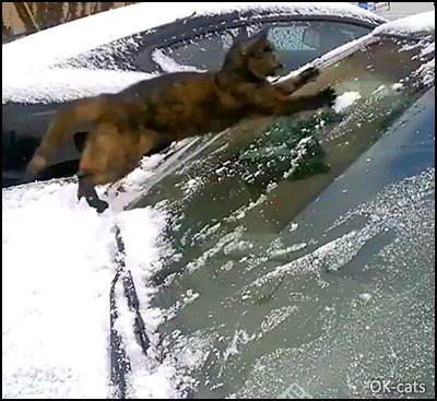 Helpful Cat GIF • When your hyper active Cat helps you to defrost your car windshield. Such a good boy. Helpful Cat GIF • When your hyper active Cat helps you to defrost your car windshield. Such a good boy.
