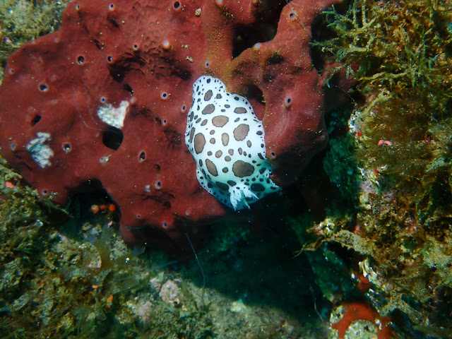 Peltodoris atromaculata Peltodoris atromaculata