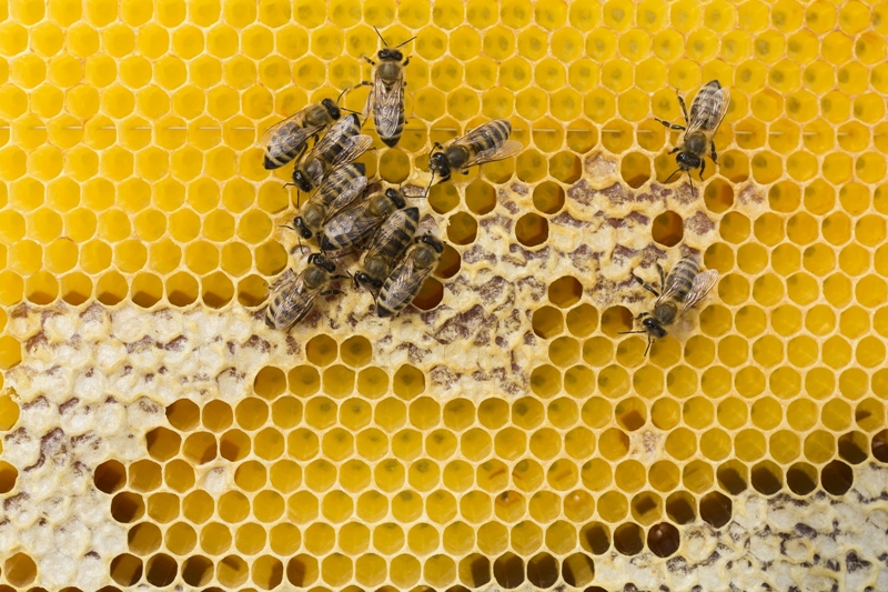 Bal arılarının demokrasi kültürüne hayran olacaksınız