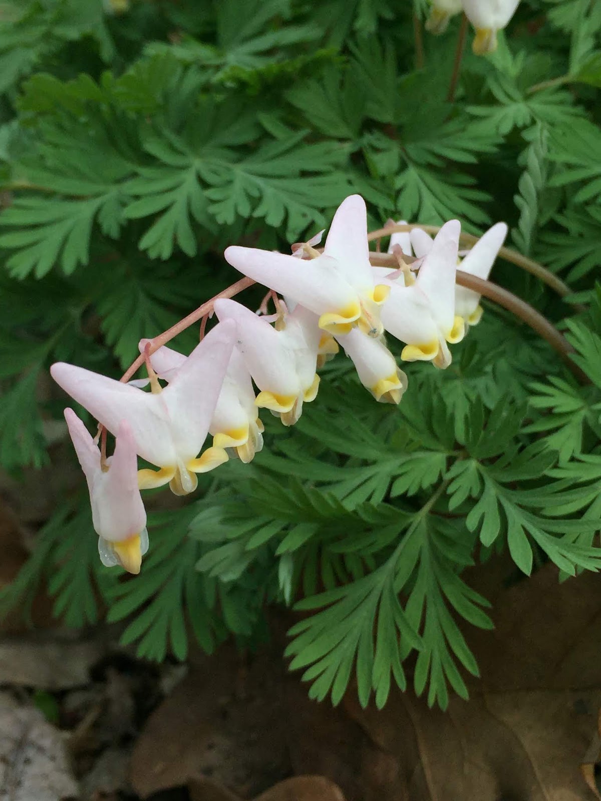 Forsythia Hill Finds Yellow Blooming Spring Shrubs The