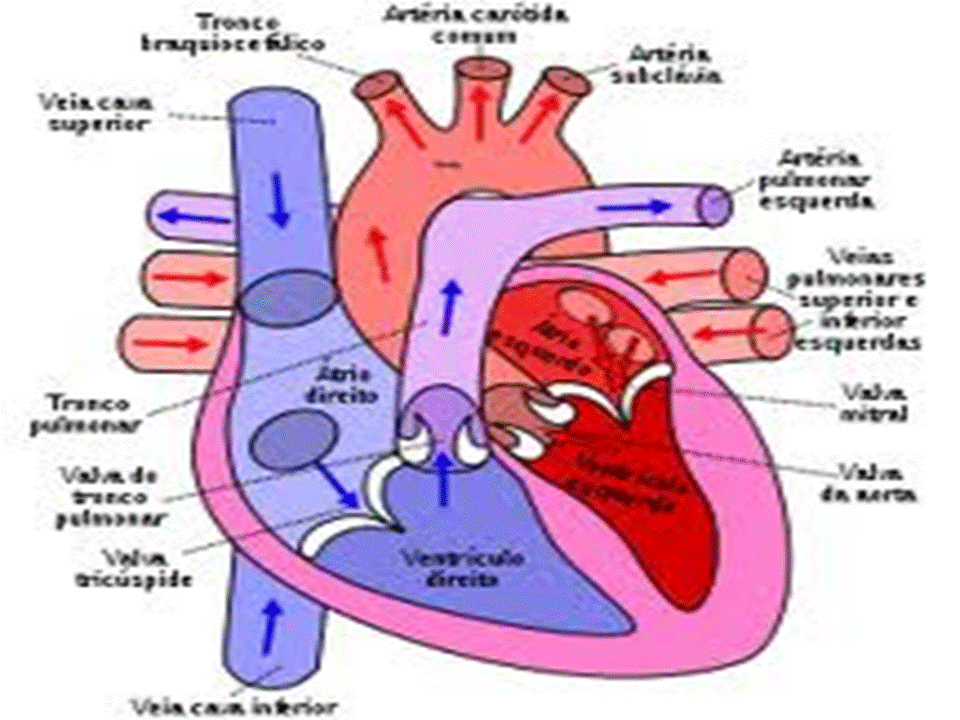 A Anatomia Cardiaca Apresenta Varias Estruturas