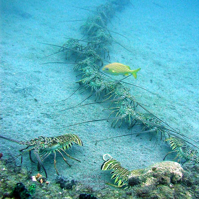 Earth Spectacular Deep Ocean Lobster Migration