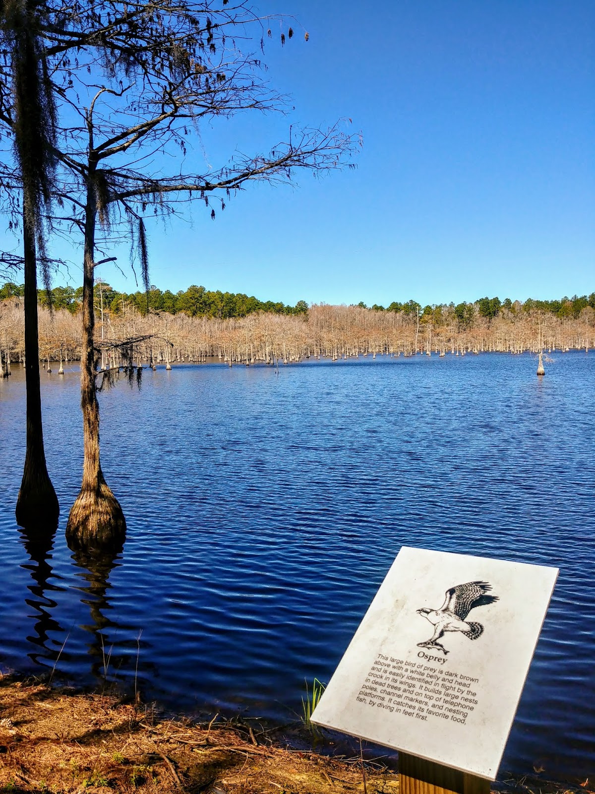 Another Mile Another Destination Blog L. Smith State Park, Twin