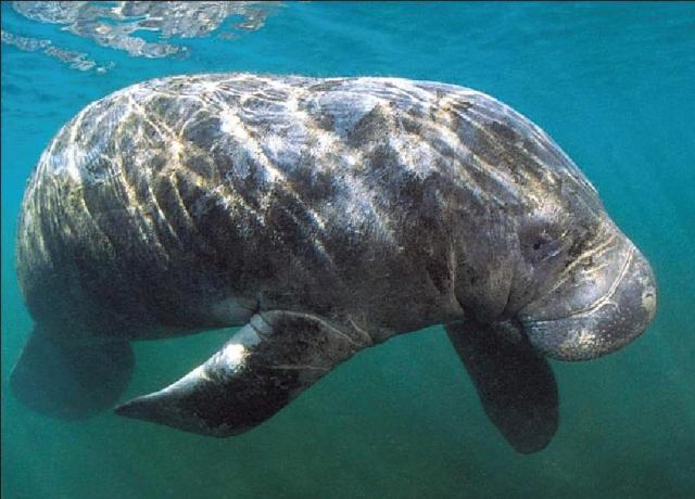 Why did sea cows go extinct? Steller's sea cow, Dugong & Manatees