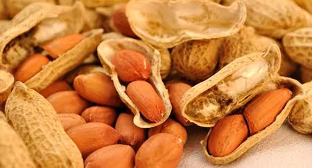 market news of  peanut apmc market price stability agriculture in Gujarat peanut market due to low intake of groundnut, Weakness in groundnut market