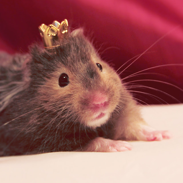 Princess Sophia (R.I.P. babygirl!) by Shandi-lee from flickr (CC-NC-ND)