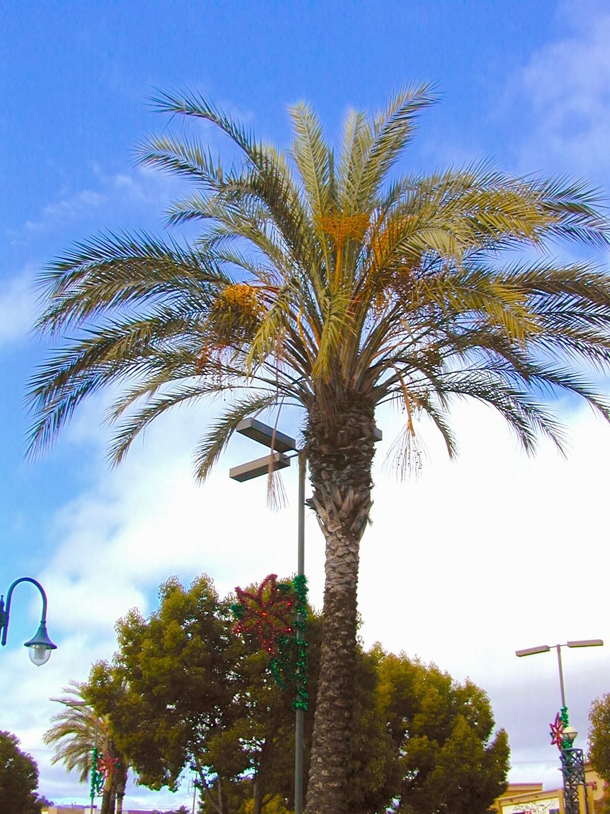 Trees of Santa Cruz County Phoenix dactylifera Date Palm