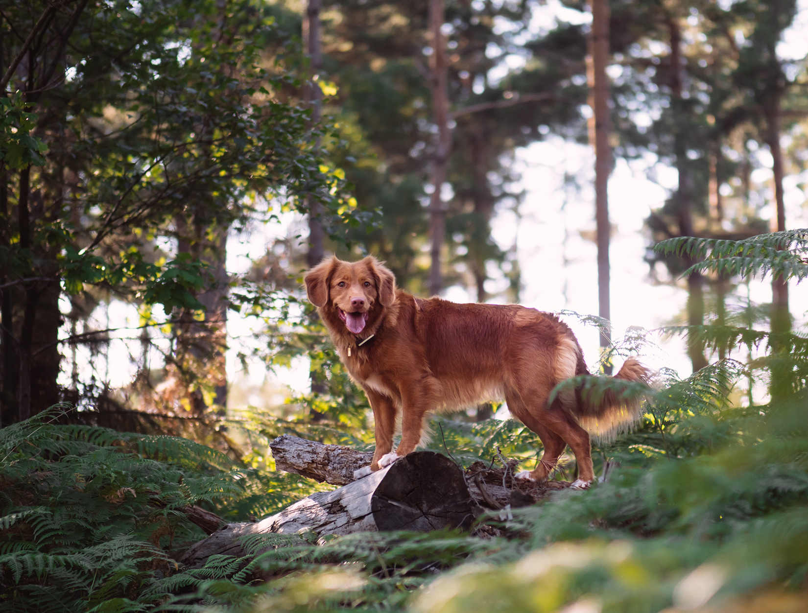 15 Sustainable Pet Brands for Dog Lovers Australian Dog Lover