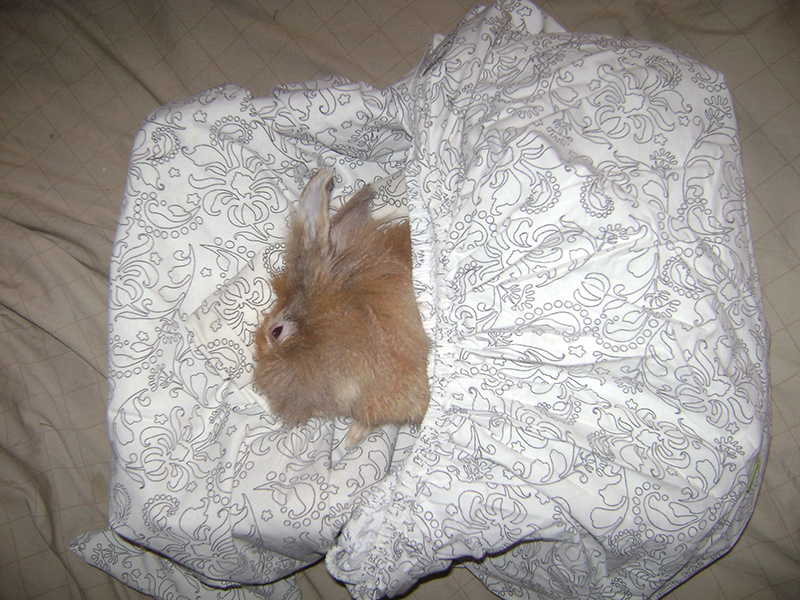 Move Forth Treating TiltHead In Rabbits Birdy