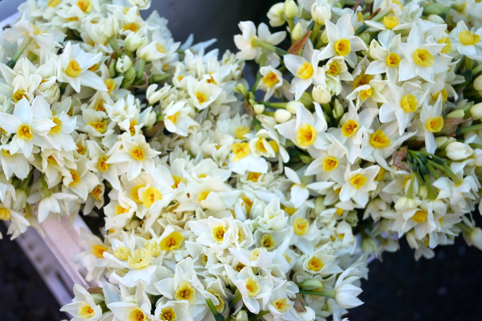 Columbia Road Flower Market 