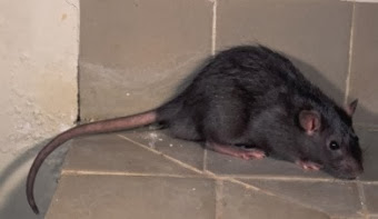 Como "matar" a una rata y no morir en el intento...