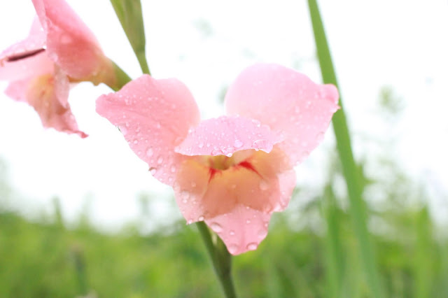 pale washed out pink gladiolus bloom