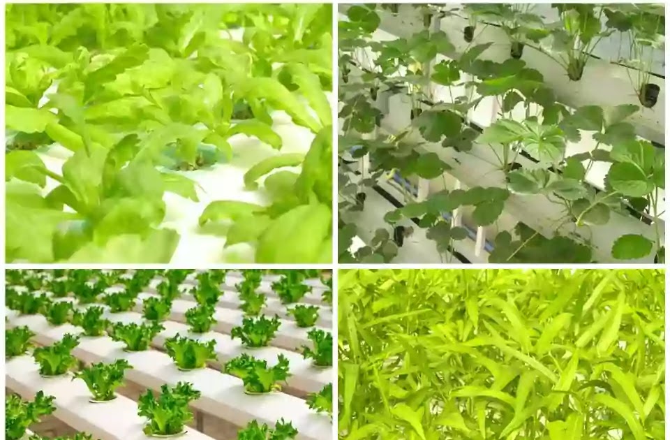 Hydroponic farming setup cost, subsidy, investment and profit margin in