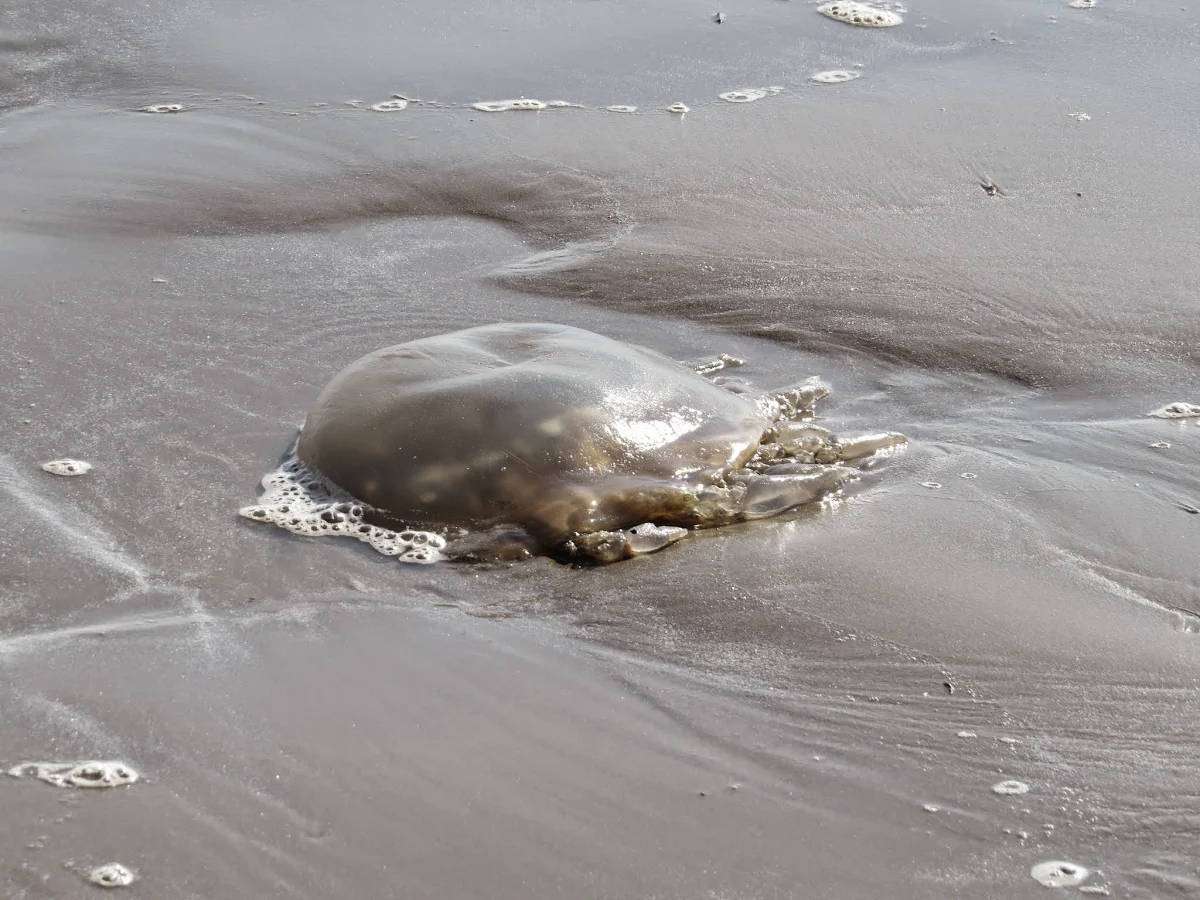 Large jellyfish washed ashore on North Bull Island