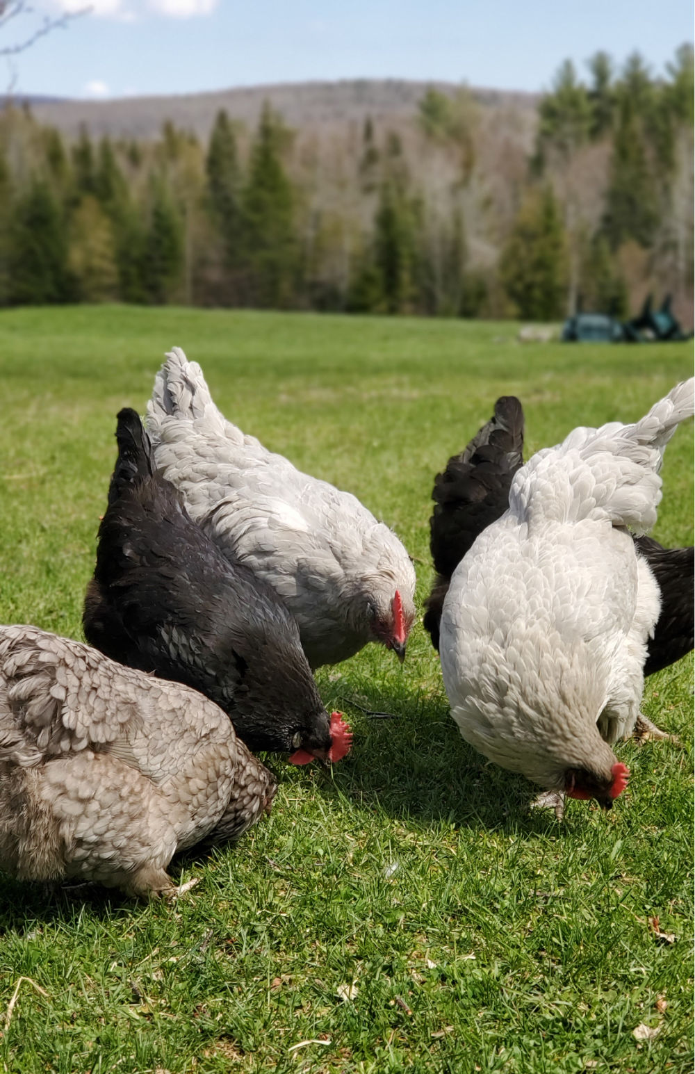 Sour and Impacted Crop in Backyard Chickens - Fresh Eggs Daily® with Lisa  Steele