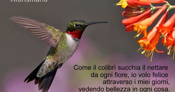 La Piazza Wyldfyre-colibri