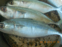 indian mackerel fish