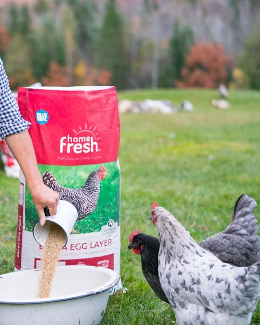 woman scooping feed for chickens with feed bag