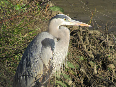 northern california bird photography birding hotspots