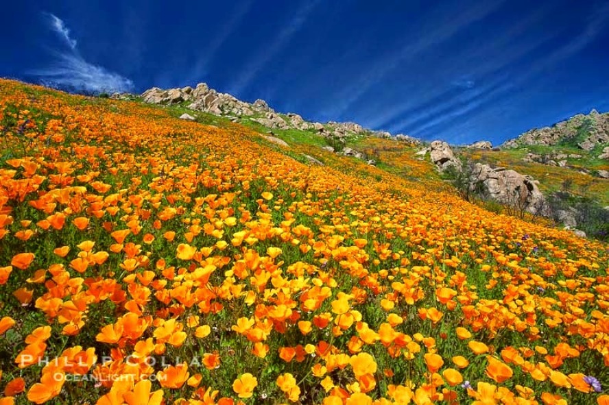 CALIFORNIA POPPY photos - wallpapers (ανανεωμένο) | the fun bank