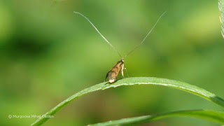 Nemophora pfeifferella (male) DSC175071