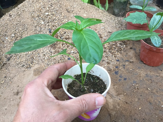 Once you have healthy bell pepper seedlings you're ready for the transplant and growing stage.