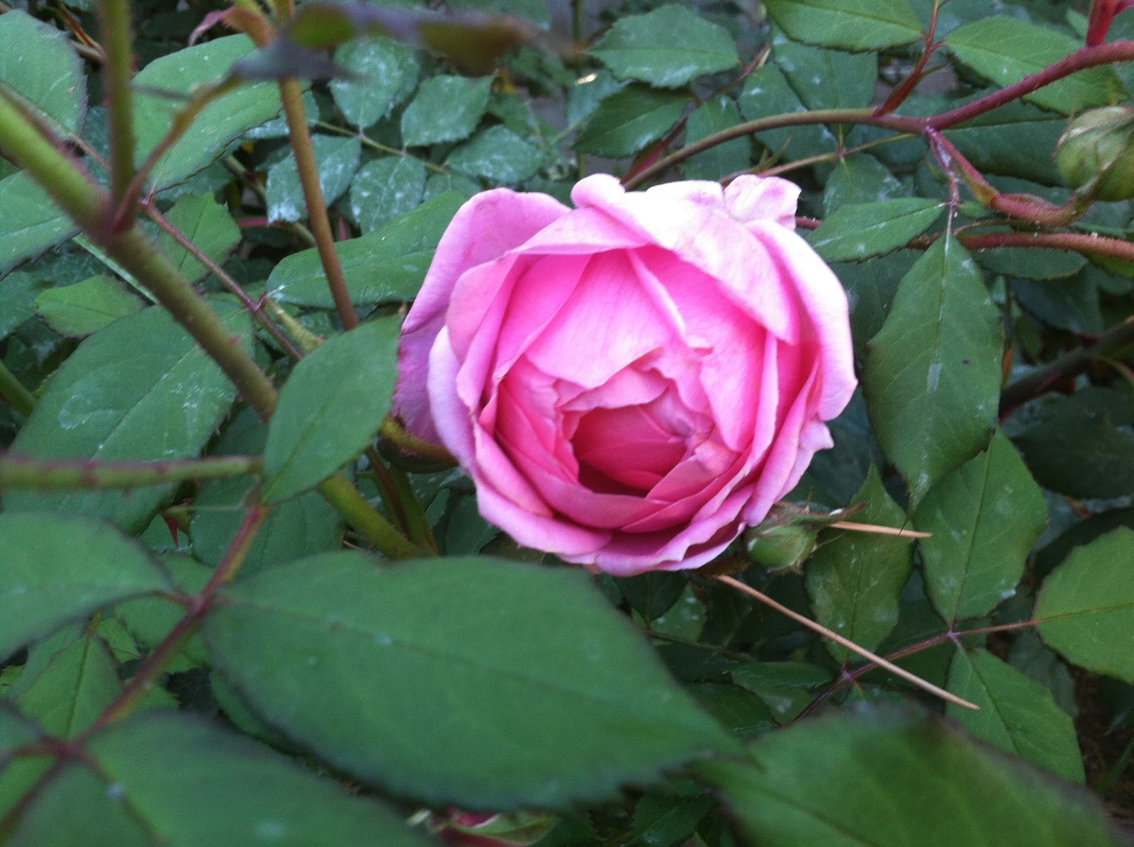 Robyn's Roses