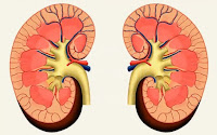 Tek Böbrekli Olanlar Nelere Dikkat Etmeli