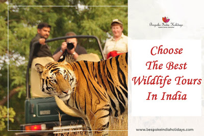 India Wildlife Tours In India